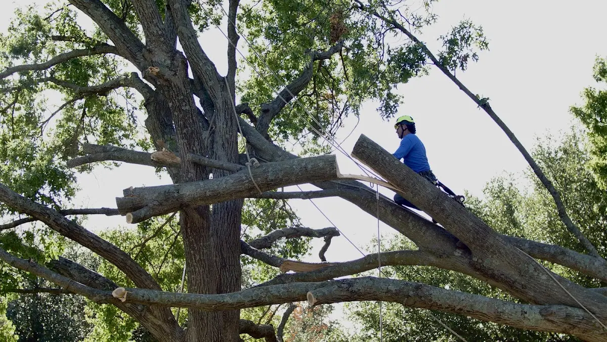 Professional Crown Thinning performed by certified arborists in Etta