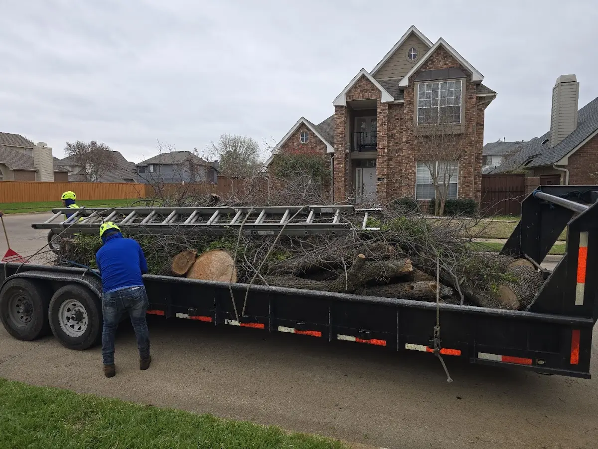 Expert Tree Removal with proper safety equipment in Etta